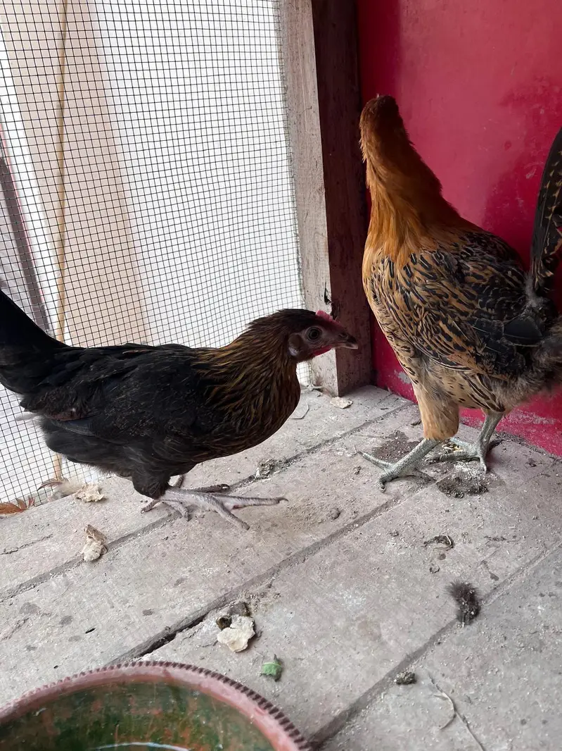Desi hens for sale — photo 9