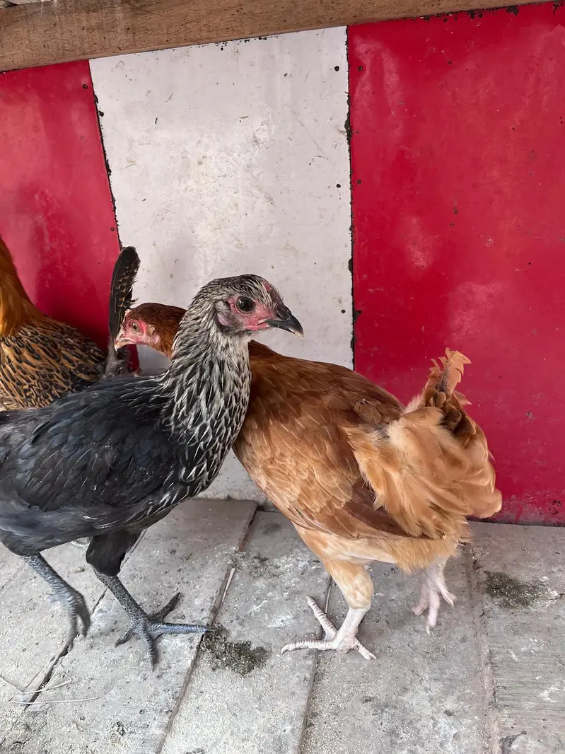 Desi hens for sale — photo 10