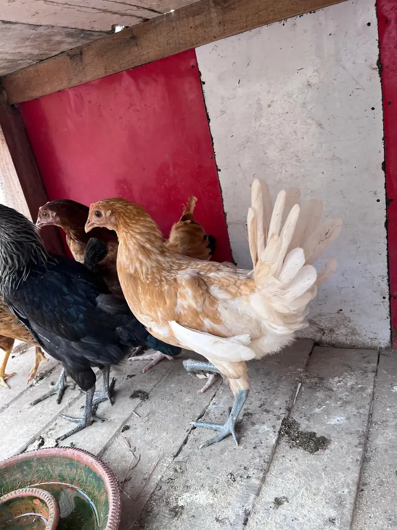 Desi hens for sale — photo 11