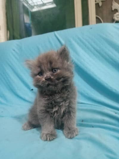 panch face triple coat kitten available for sale