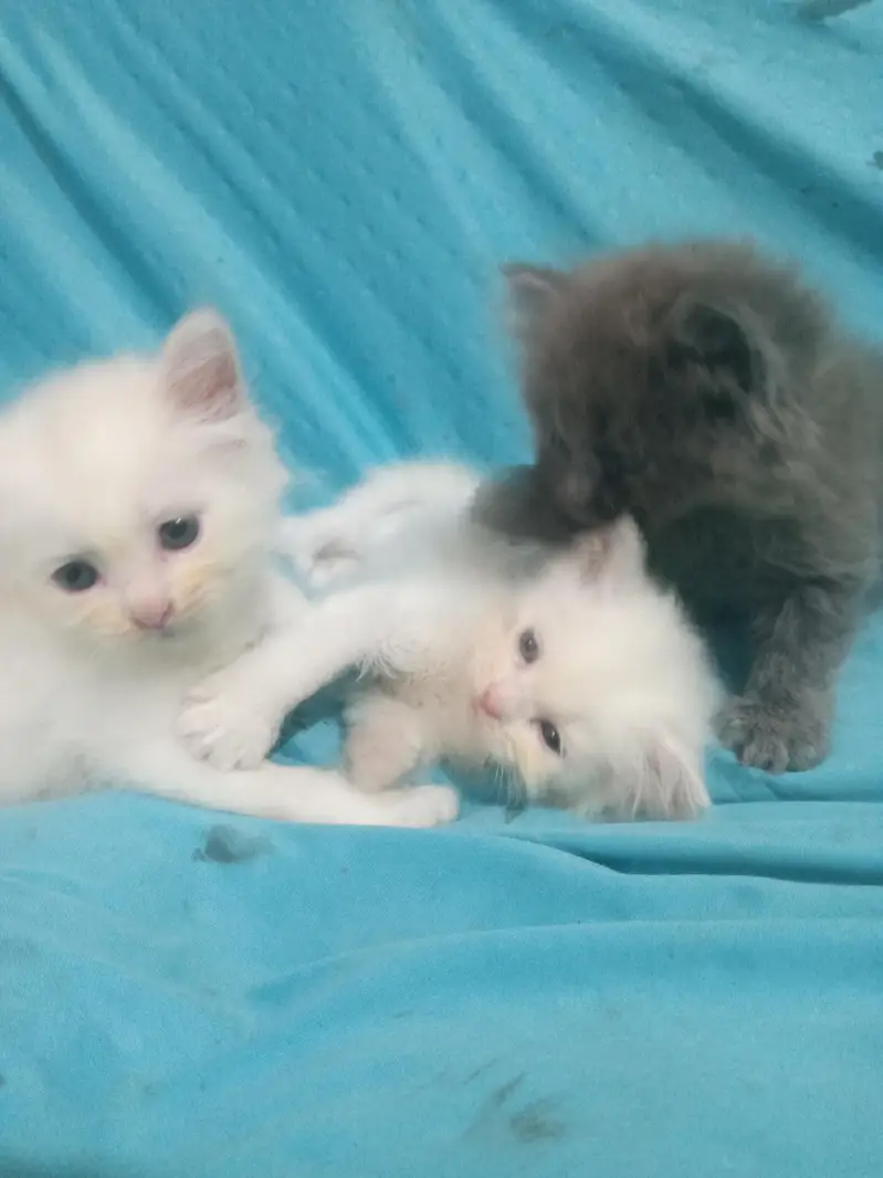 panch face triple coat kitten available for sale — photo 2