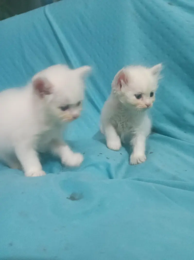 panch face triple coat kitten available for sale — photo 3