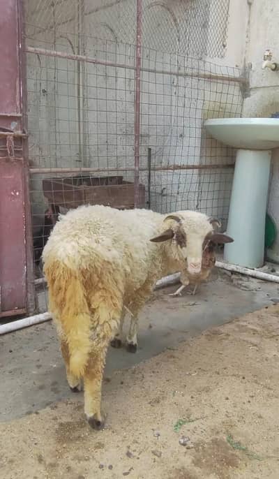 longtail Merino sheeps