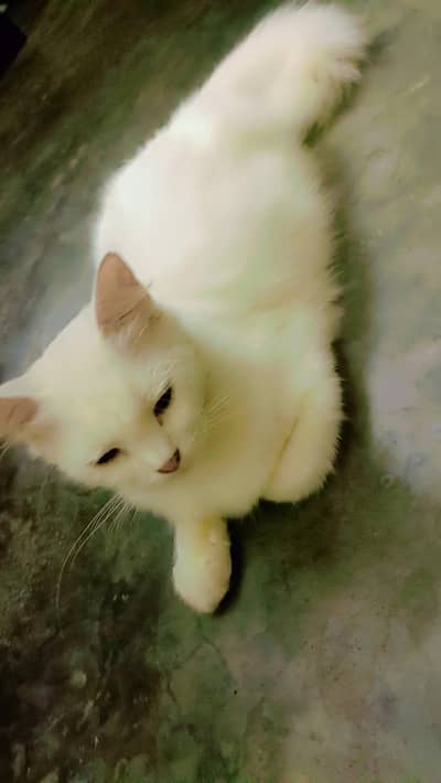 Persian breeder cat