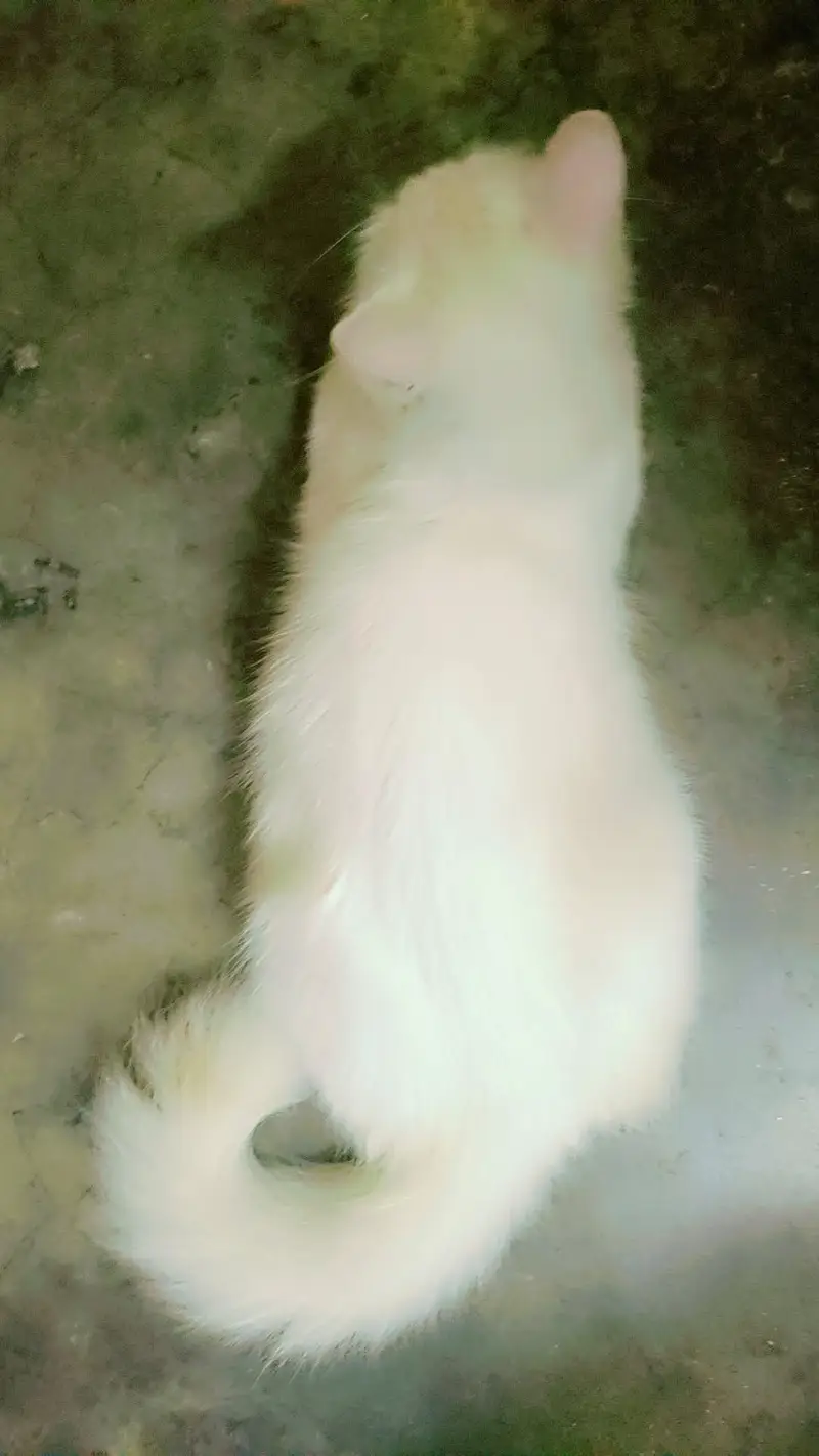 Persian breeder cat — photo 2