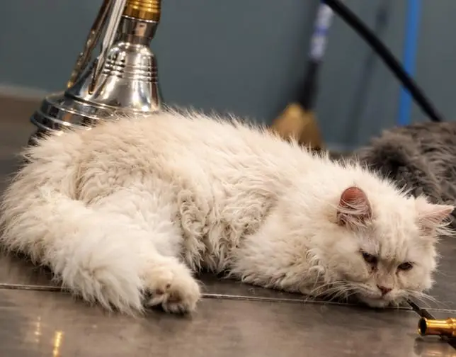 heavy bone white pink vacinated cat — photo 2