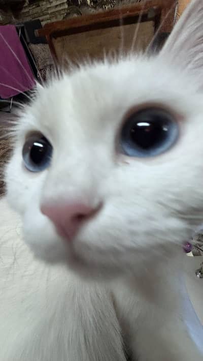 kitten looking for their new home