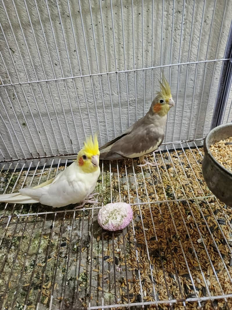 Coctail pair 0