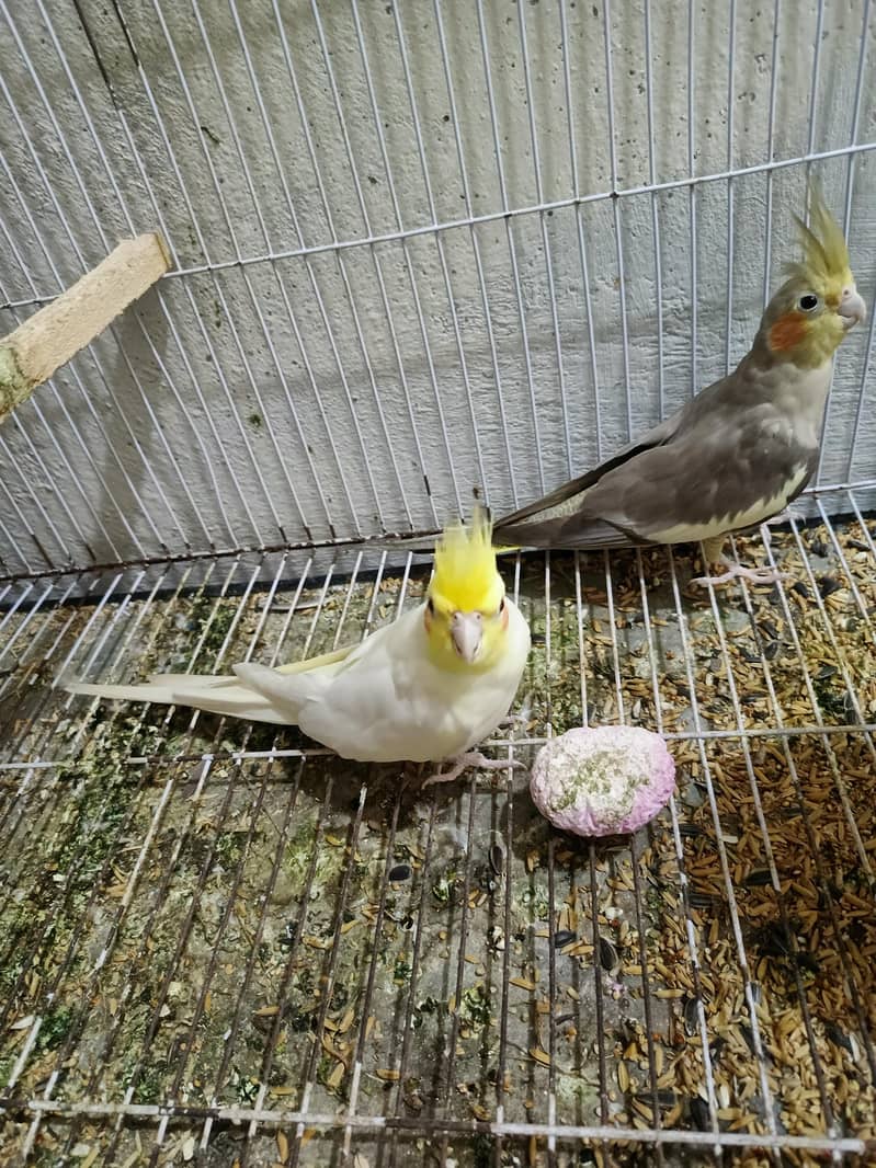 Coctail pair 1