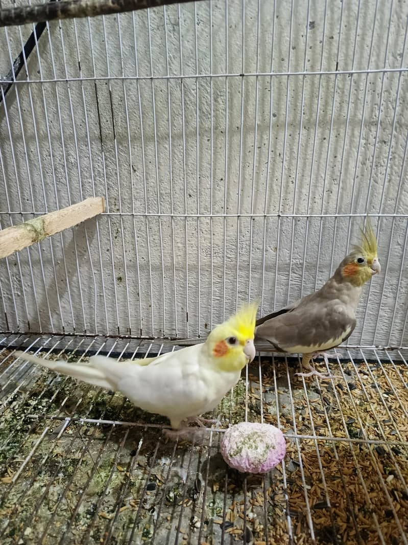 Coctail pair 2