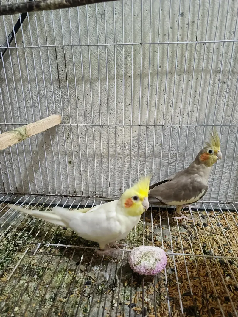 Coctail pair — photo 3