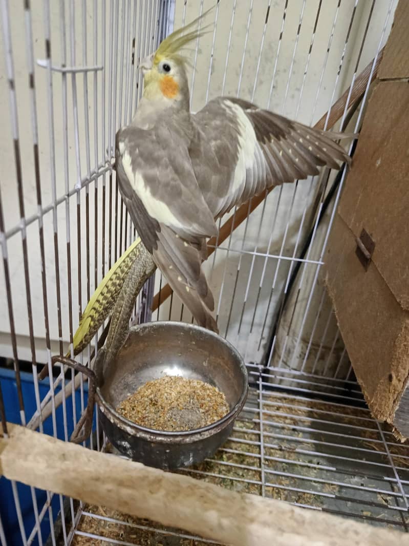 Coctail pair 3