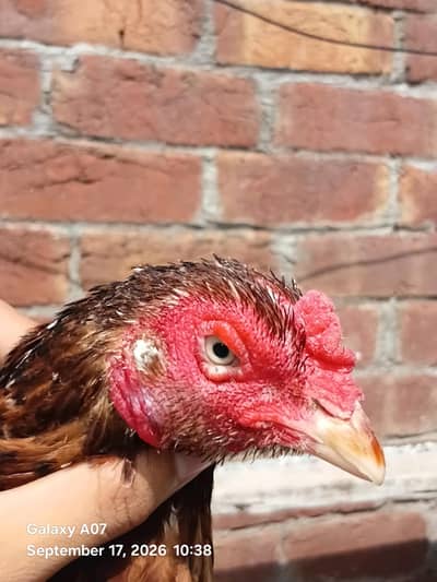 ready for eggs