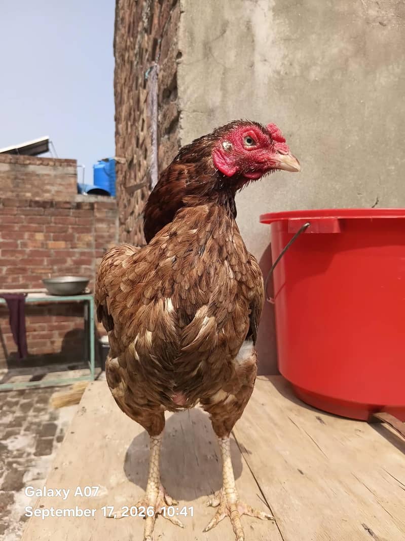 ready for eggs 1