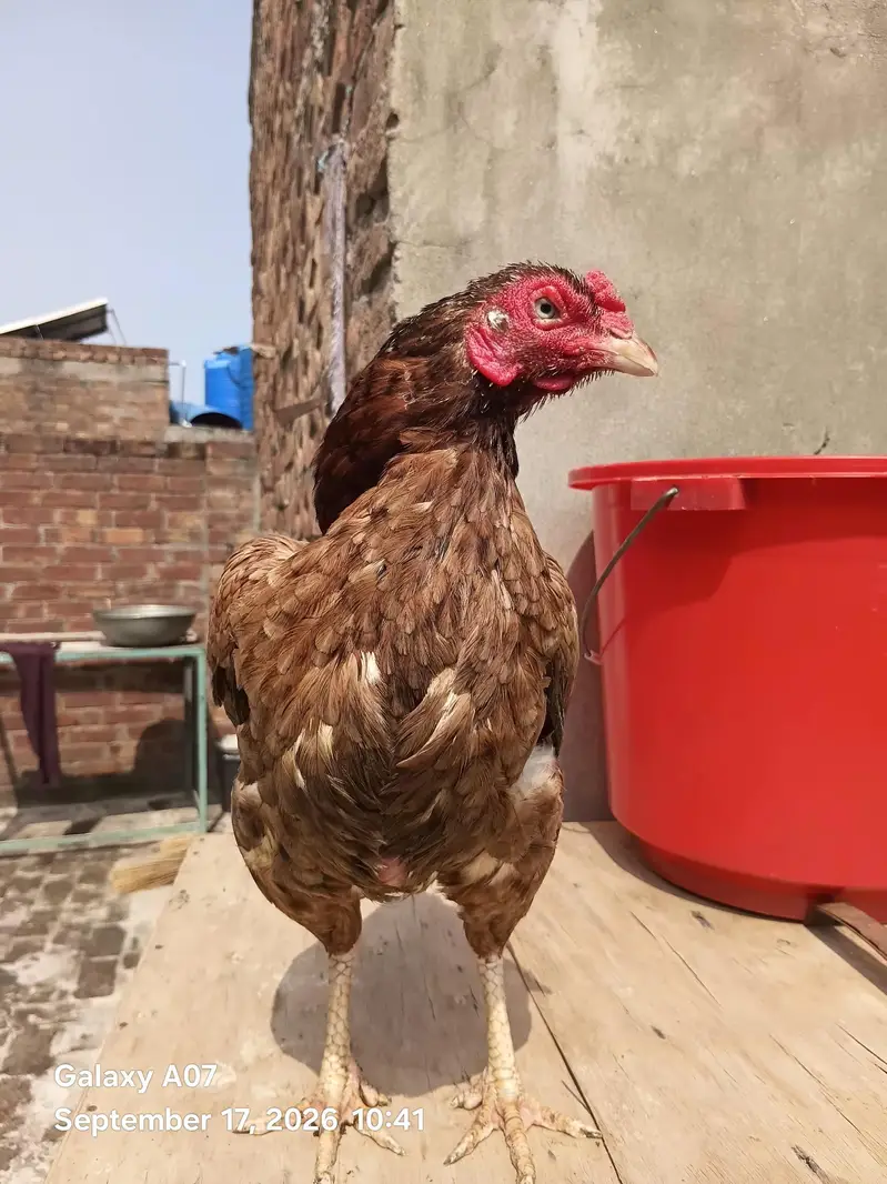 ready for eggs — photo 2