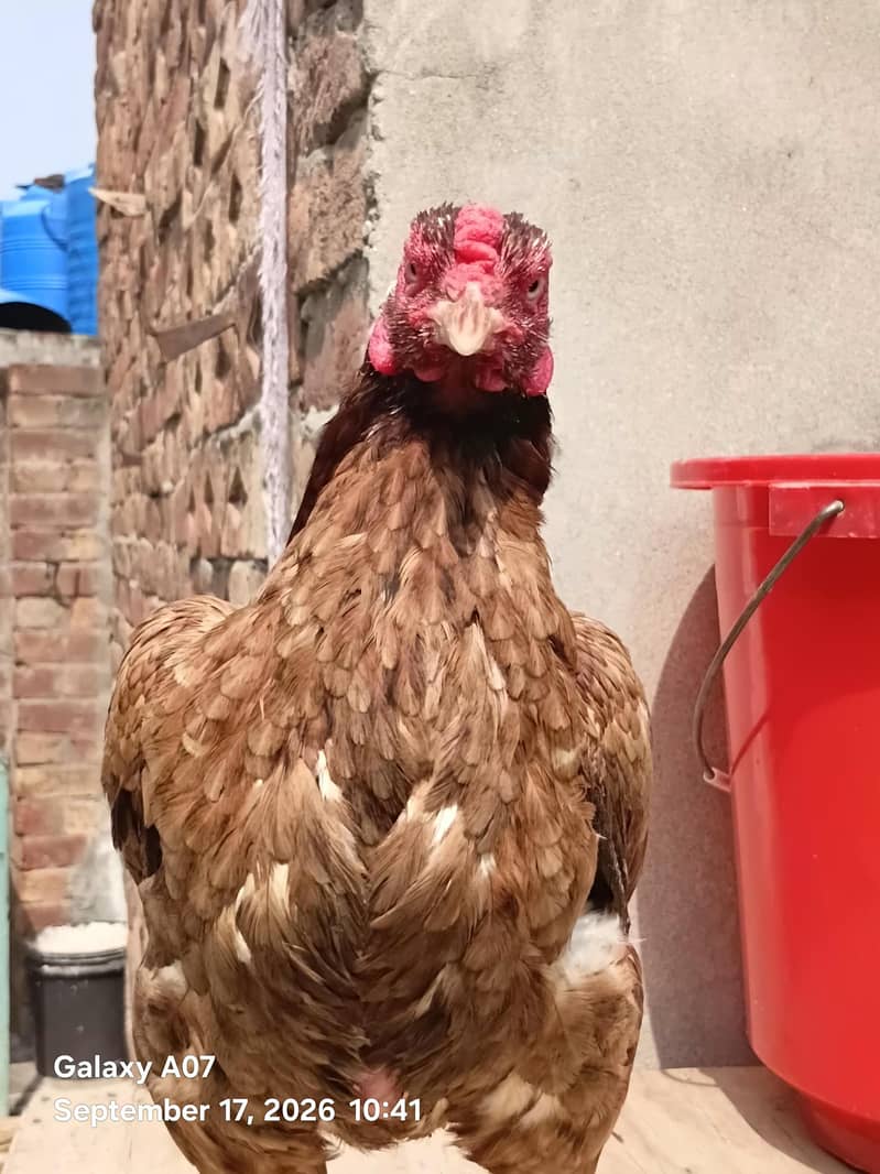 ready for eggs 2