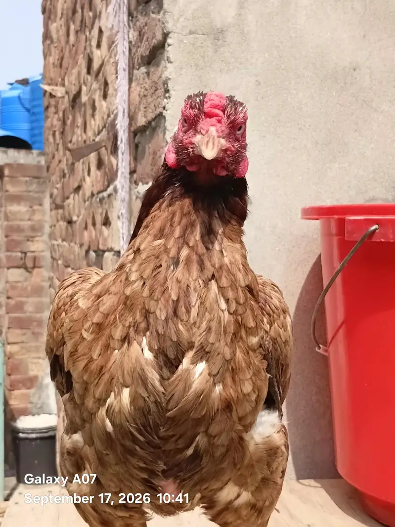 ready for eggs — photo 3