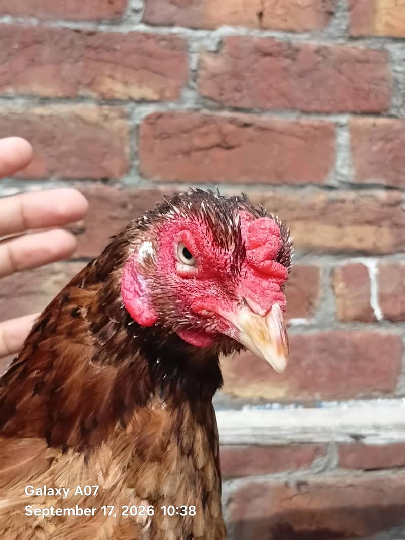 ready for eggs 3