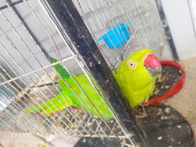 Green Ringneck Parrot