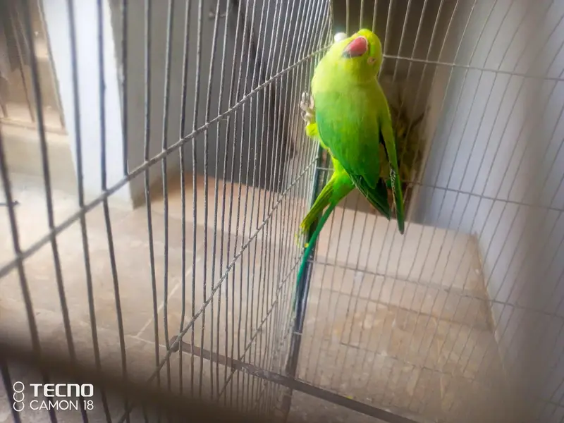 Green Ringneck Parrot — photo 2