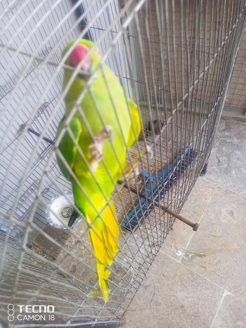 Green Ringneck Parrot — photo 3