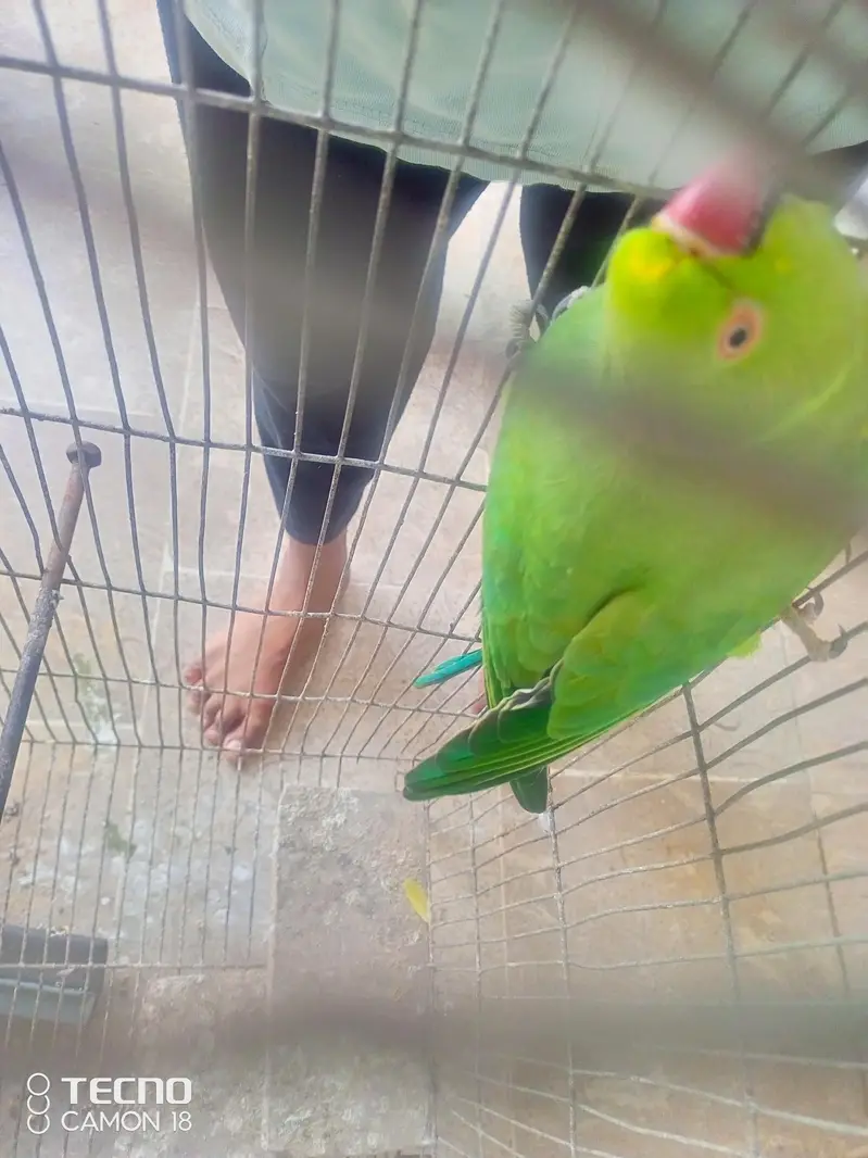 Green Ringneck Parrot — photo 4