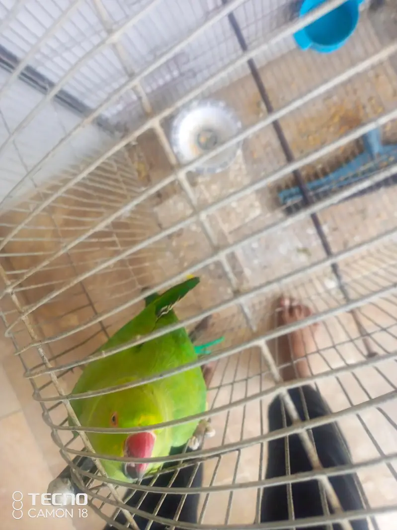 Green Ringneck Parrot — photo 5