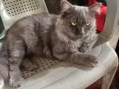 Gray persian