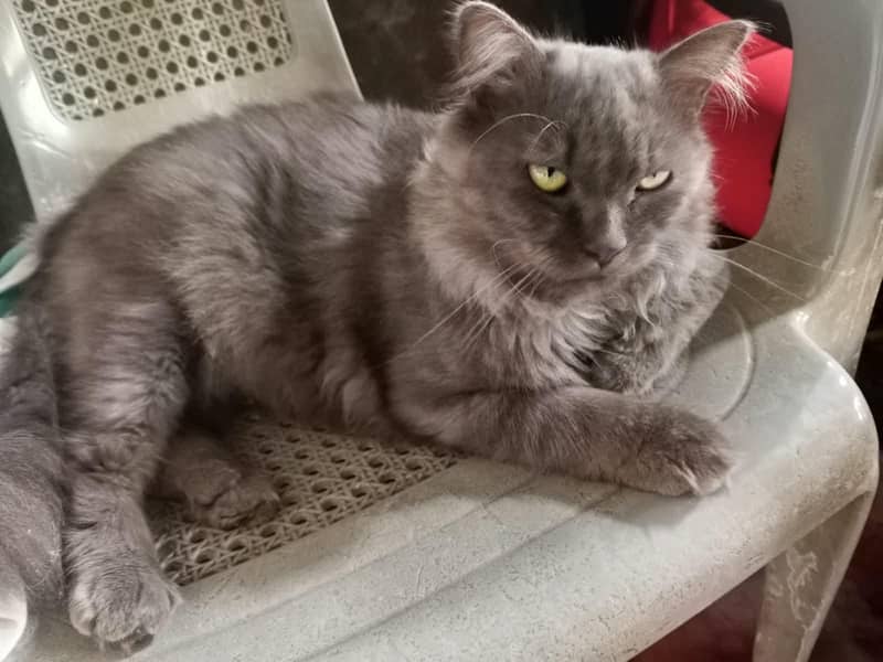 Gray persian 0