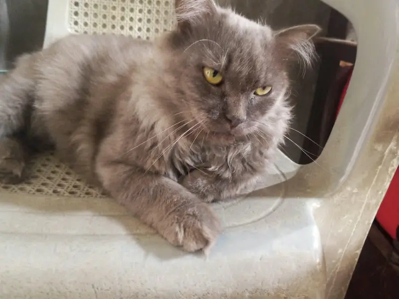 Gray persian — photo 2