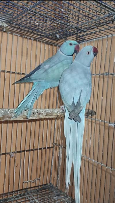 Blue Ring Neck | Adult Pair | Ring Neck
