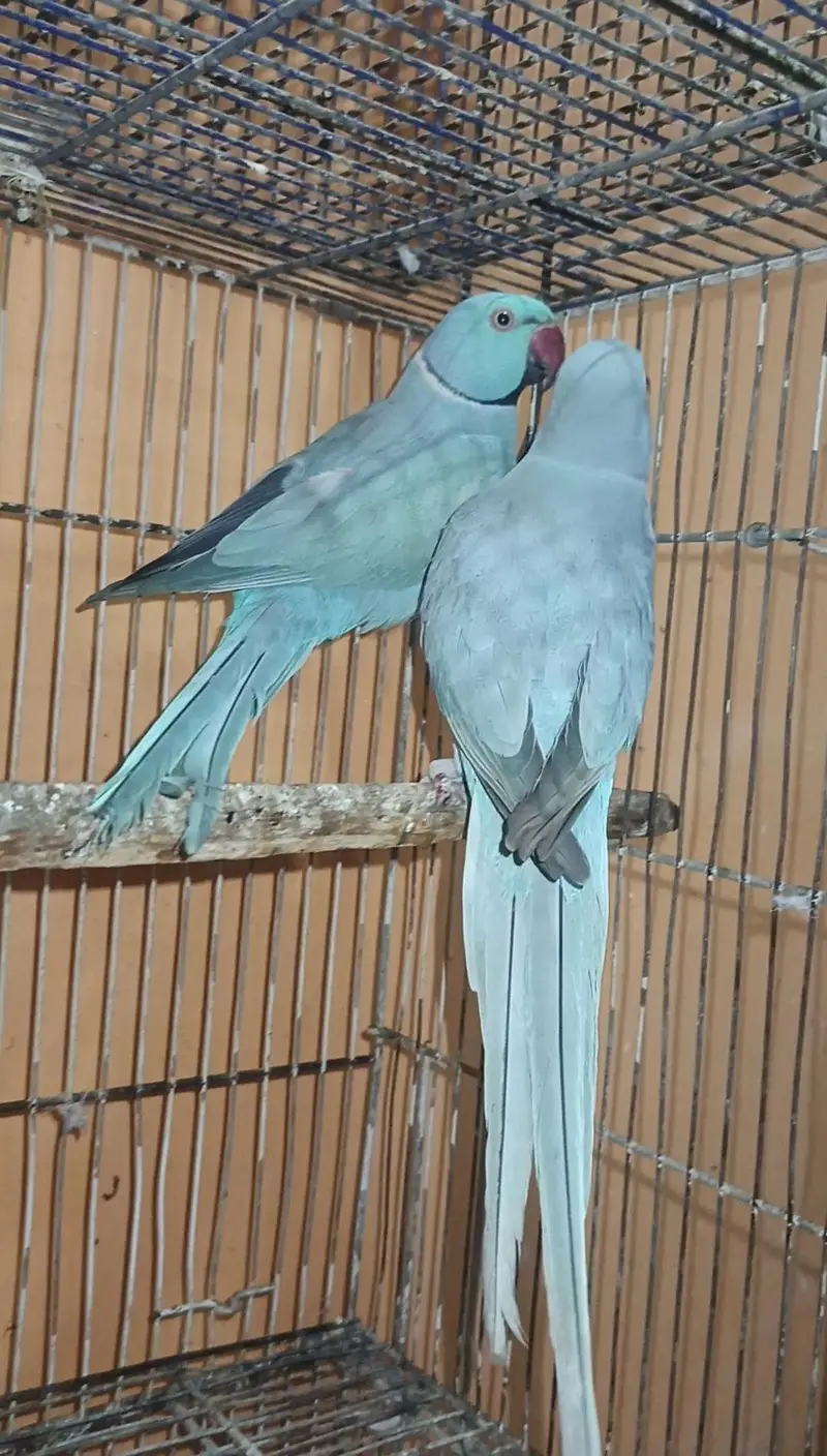 Blue Ring Neck | Adult Pair | Ring Neck — photo 2