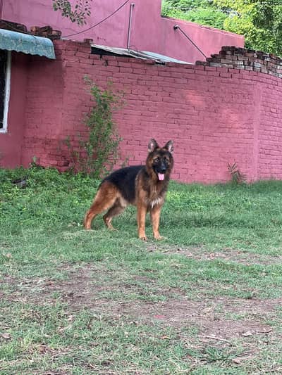 German shepherd Pair Black Mask Male For Sale