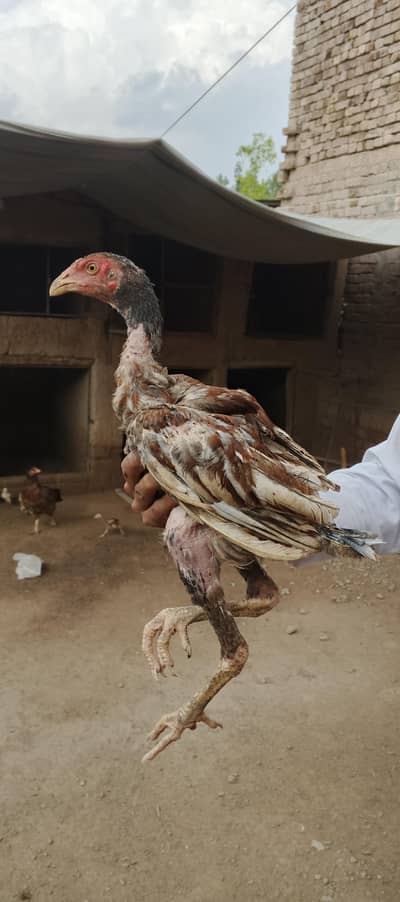 Ma Sh Allah. Top quality home breed chicks Aseel . Per Piece 3300pie