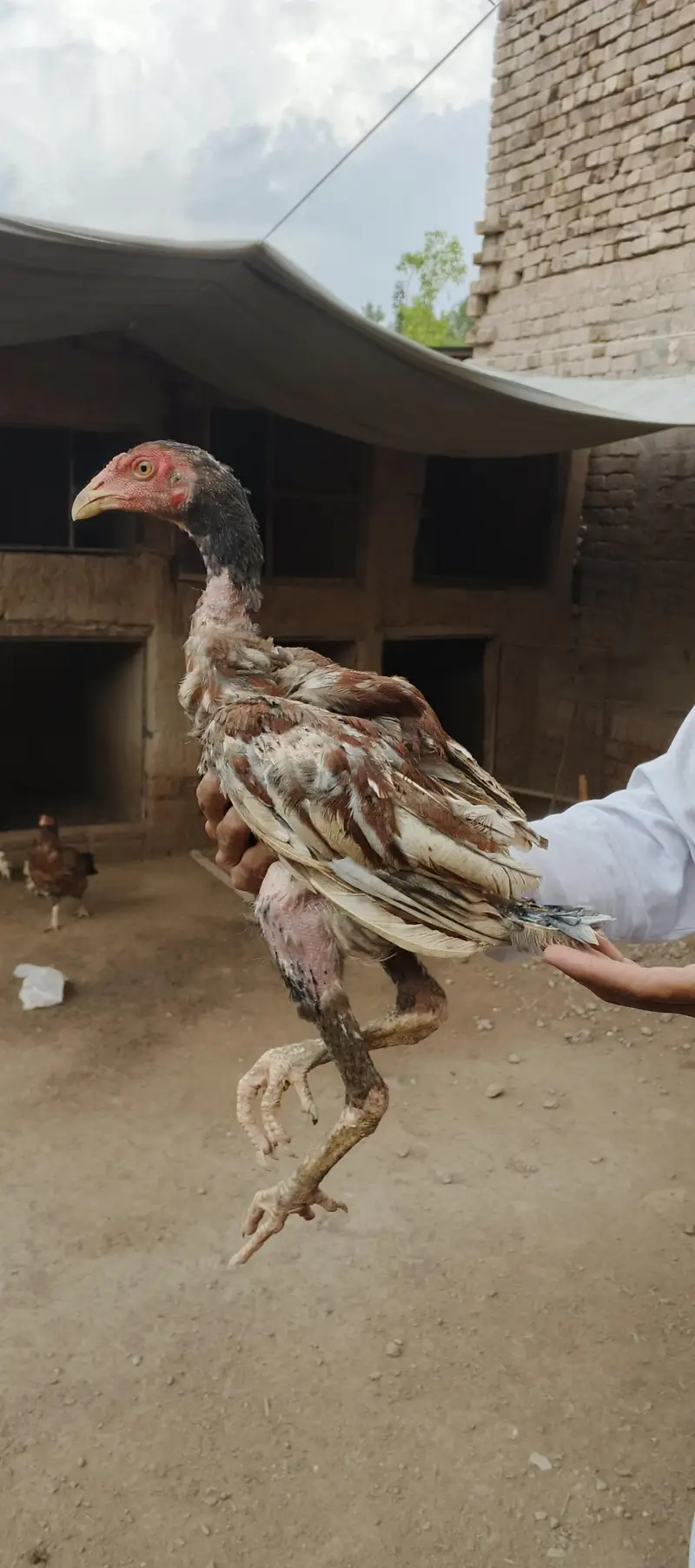 Ma Sh Allah. Top quality home breed chicks Aseel . Per Piece 3300pie — photo 2