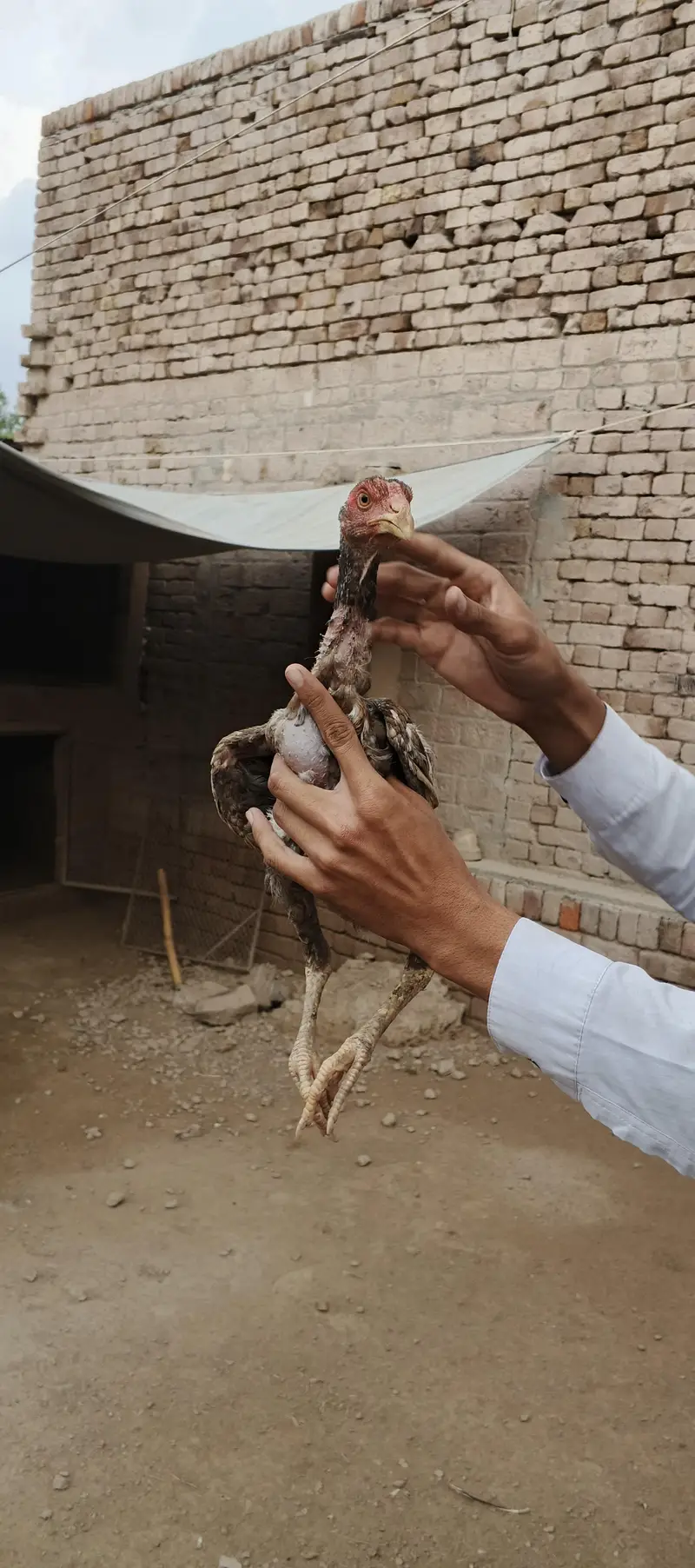 Ma Sh Allah. Top quality home breed chicks Aseel . Per Piece 3300pie — photo 3