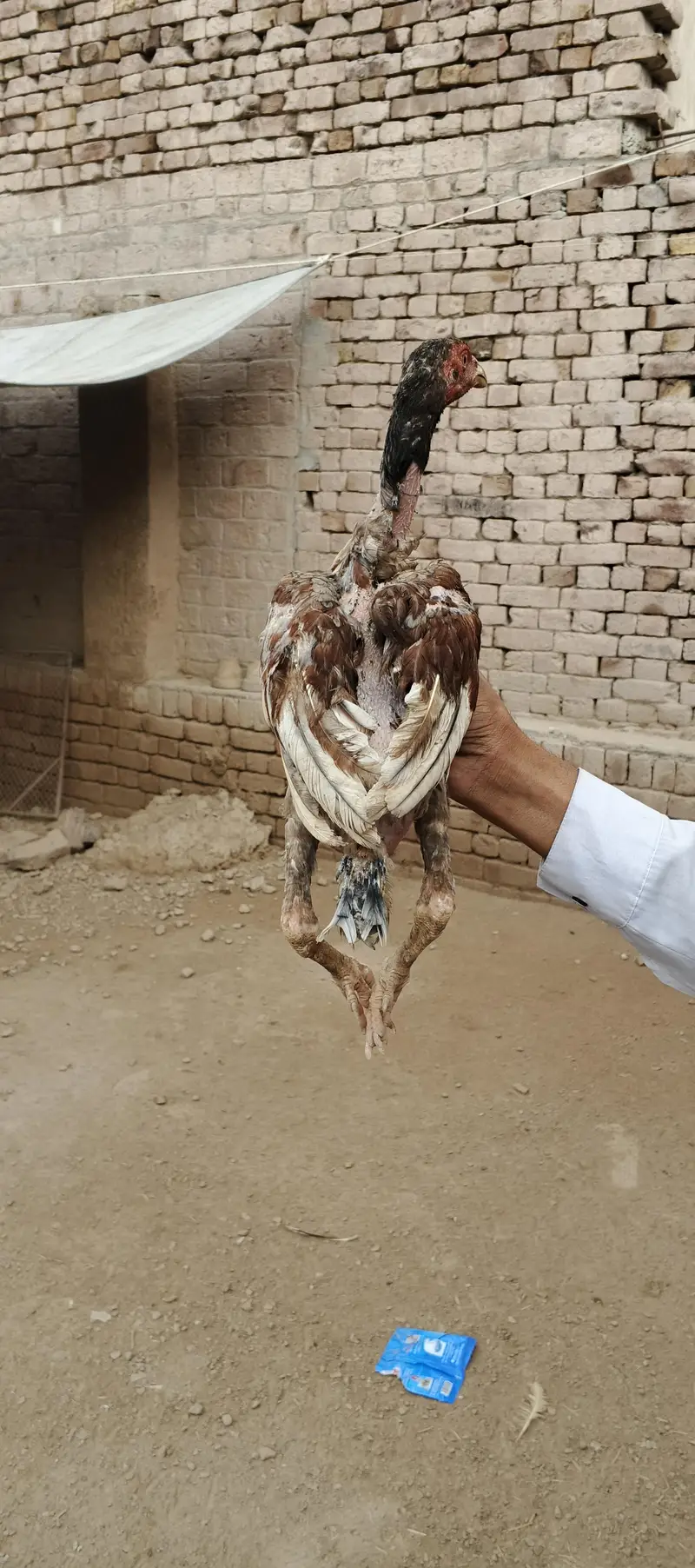 Ma Sh Allah. Top quality home breed chicks Aseel . Per Piece 3300pie — photo 4