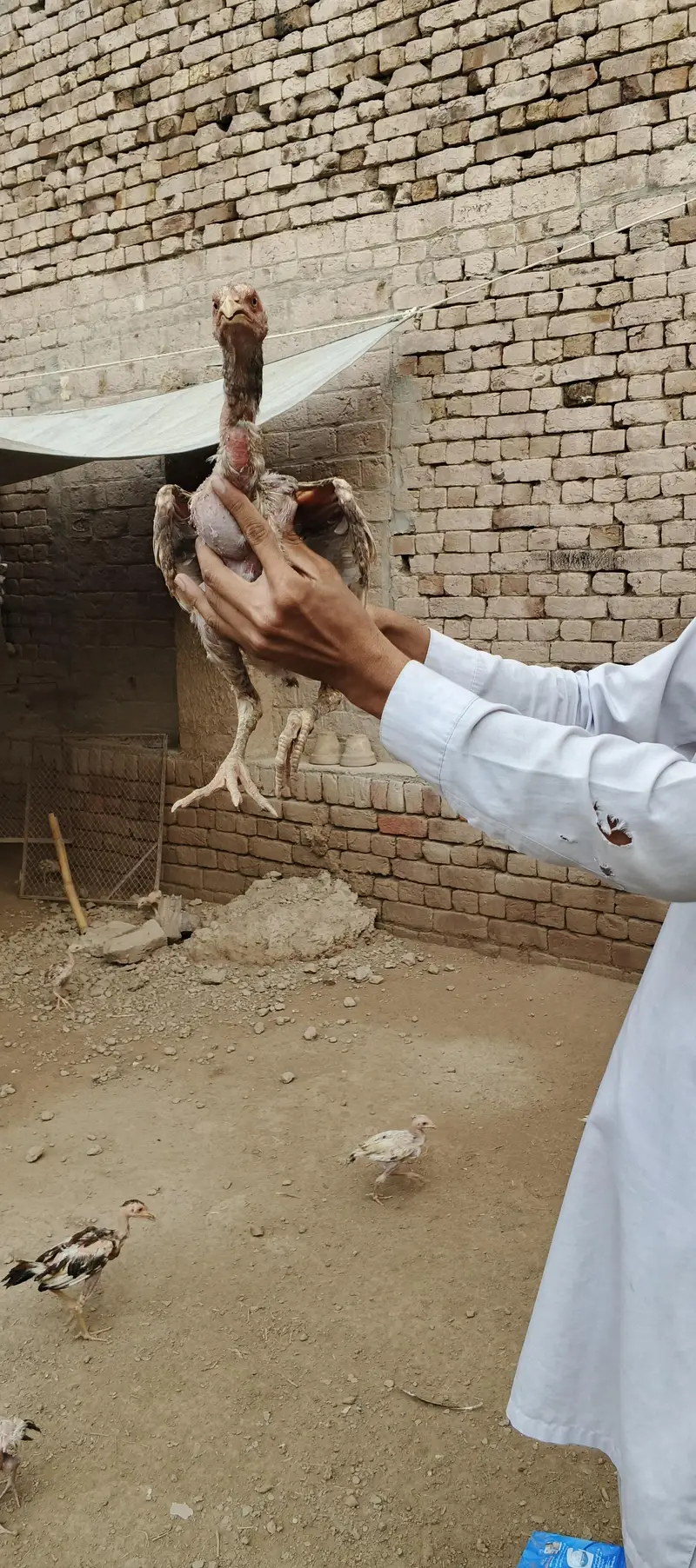 Ma Sh Allah. Top quality home breed chicks Aseel . Per Piece 3300pie — photo 5