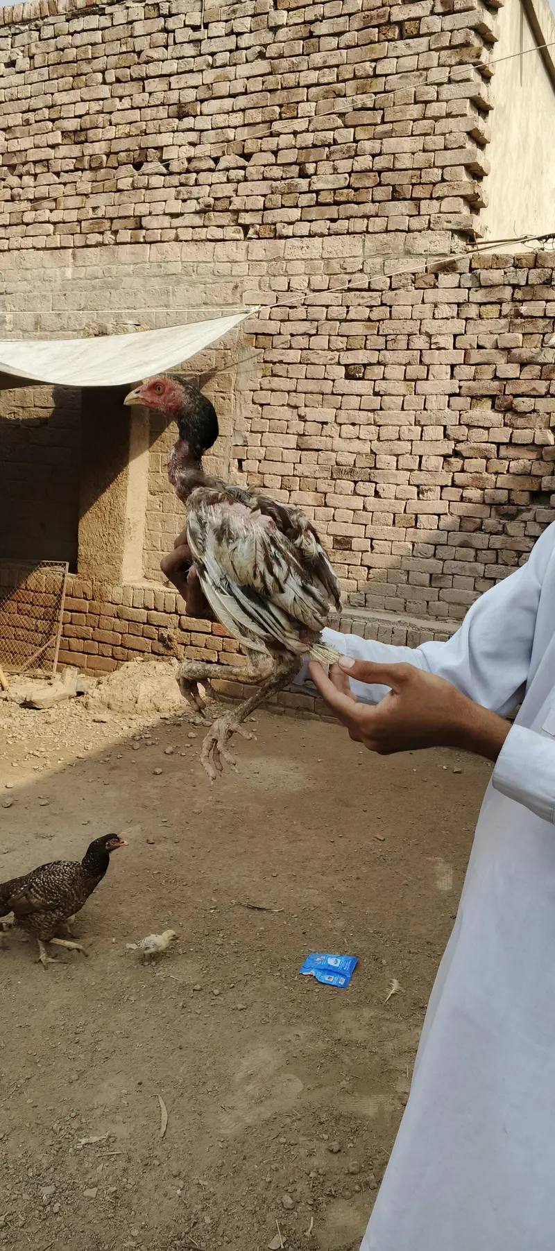 Ma Sh Allah. Top quality home breed chicks Aseel . Per Piece 3300pie — photo 6