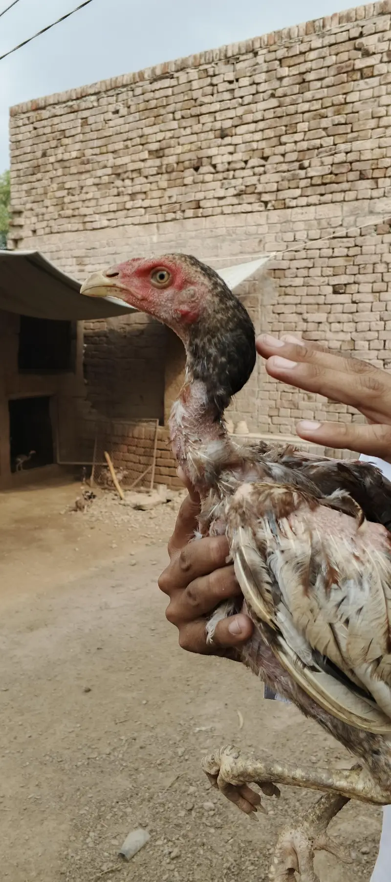 Ma Sh Allah. Top quality home breed chicks Aseel . Per Piece 3300pie — photo 7
