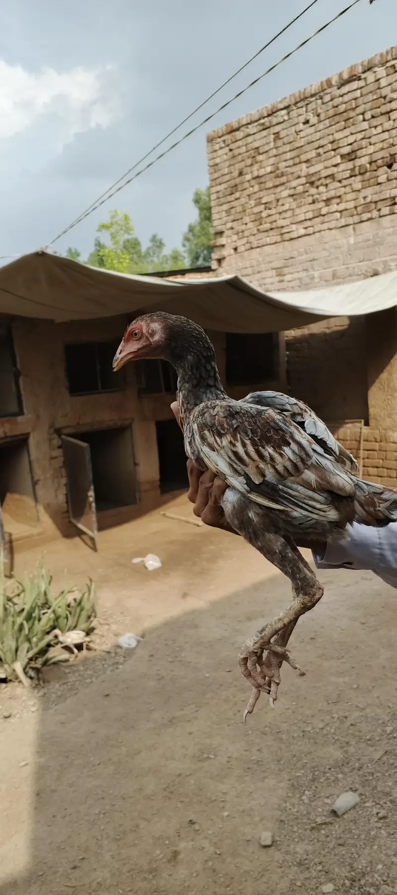 Ma Sh Allah. Top quality home breed chicks Aseel . Per Piece 3300pie — photo 9