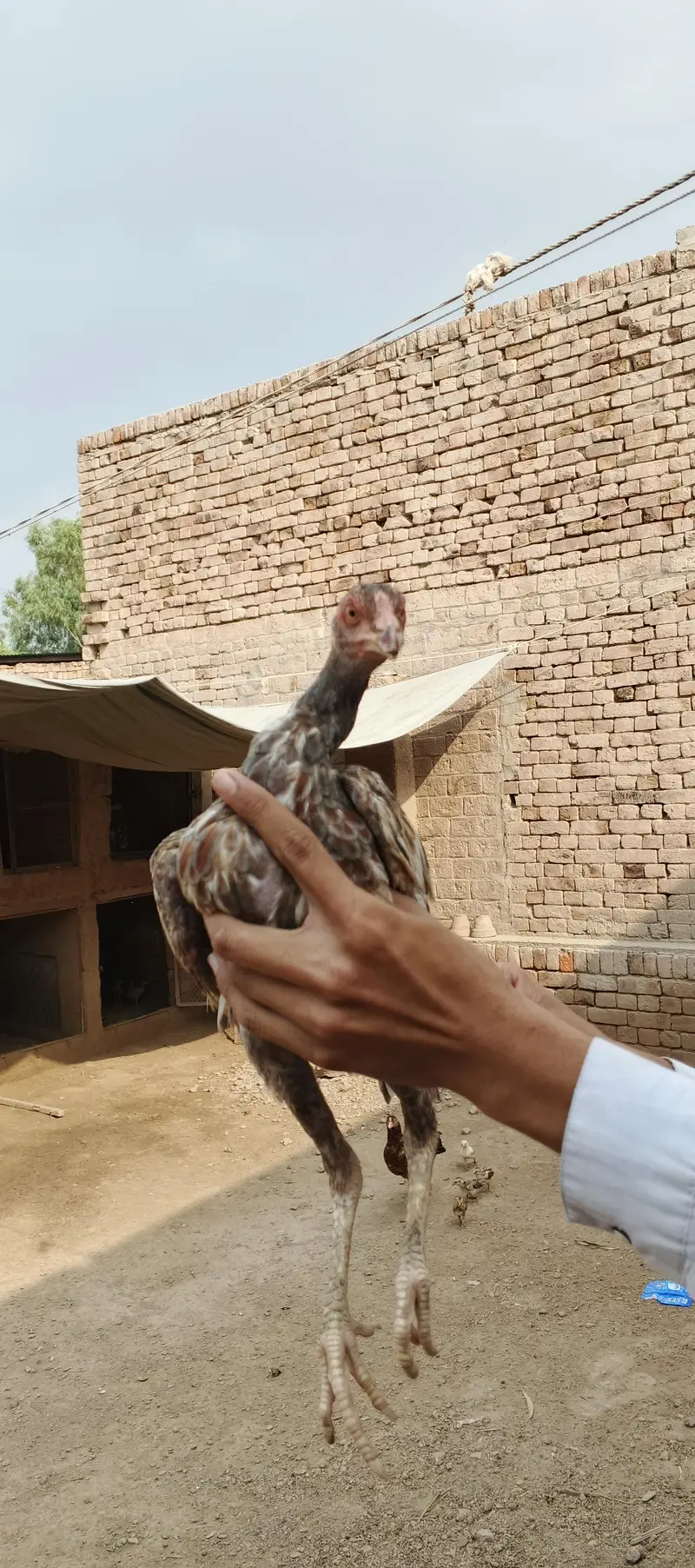 Ma Sh Allah. Top quality home breed chicks Aseel . Per Piece 3300pie — photo 10