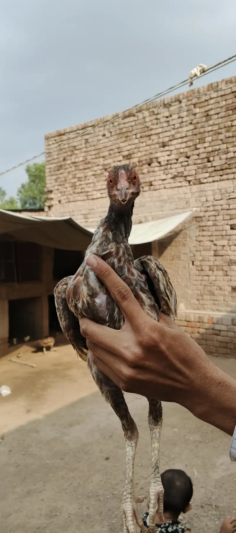Ma Sh Allah. Top quality home breed chicks Aseel . Per Piece 3300pie — photo 11