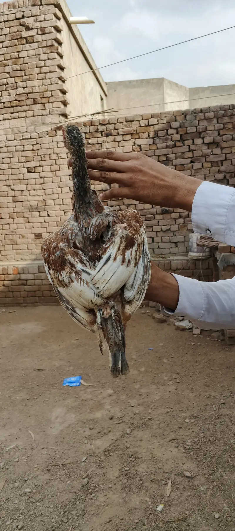 Ma Sh Allah. Top quality home breed chicks Aseel . Per Piece 3300pie — photo 12