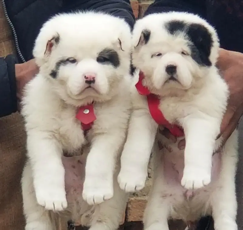 Alabai Pair / security Dog / Afghan Kochi / King kurdish kangal pair — photo 2