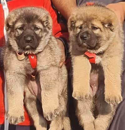 King kurdish kangal pair / Alabai Pair / security Dog / Afghan Kochi