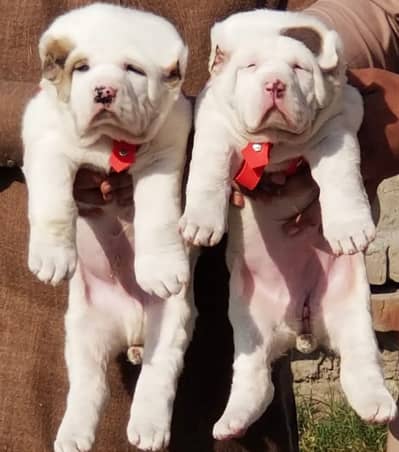 Alabai Pair / security Dog / Afghan Kochi / King kurdish kangal pair