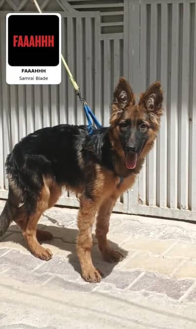 GSD GERMAN SHEPHERD DOG FOR SALE