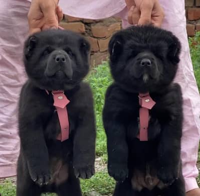 Alabai Pair / security Dog / Afghan Kochi / King kurdish kangal pair