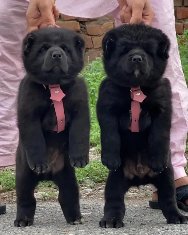 Alabai Pair / security Dog / Afghan Kochi / King kurdish kangal pair — photo 2